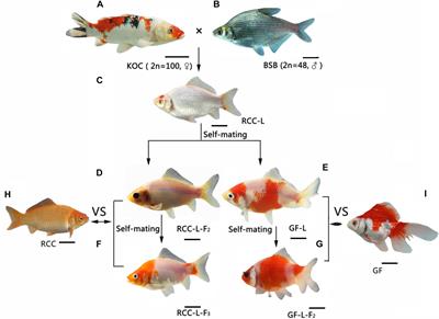 Variations in the Mitochondrial Genome of a Goldfish-Like Hybrid [Koi Carp (♀) × Blunt Snout Bream (♂)] Indicate Paternal Leakage